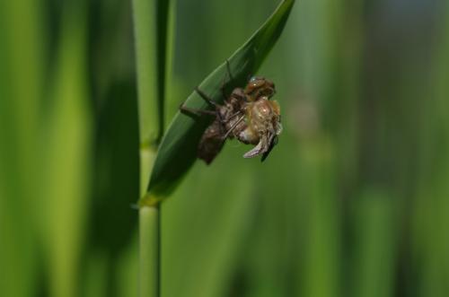 Cordulia aenea