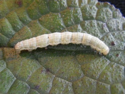Réf. 159 148 : Camptogramma bilineata