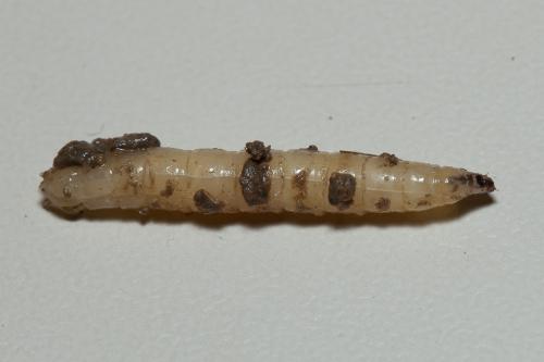 Réf. 159 097 : Rhagio tringarius