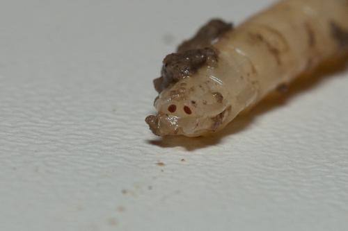 Rhagio tringarius