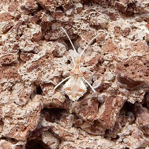 Réf. 159 173 : Cercinthus lehmannii