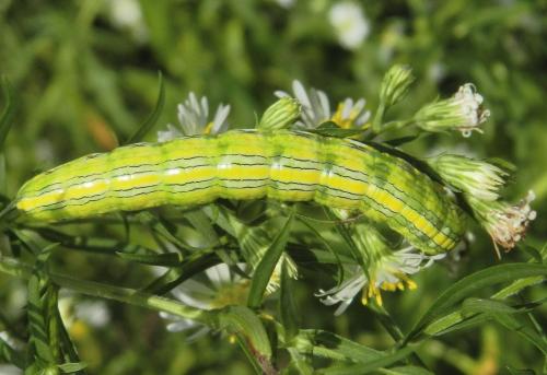 Réf. 159 017 : Cucullia asteroides
