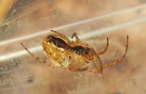 Metellina sp.