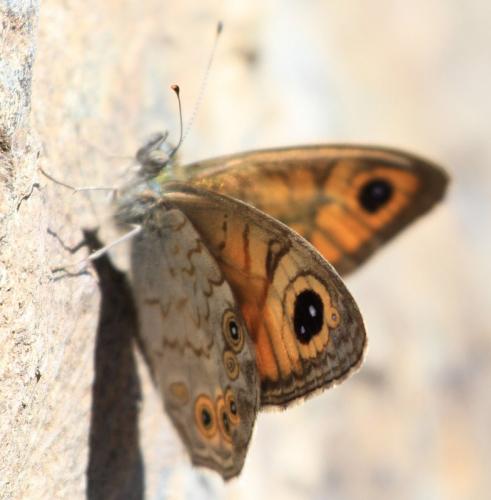 Lasiommata maera