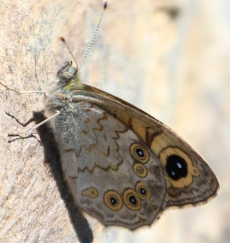 Lasiommata maera