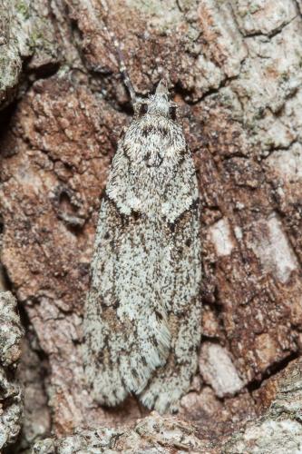 Diurnea fagella