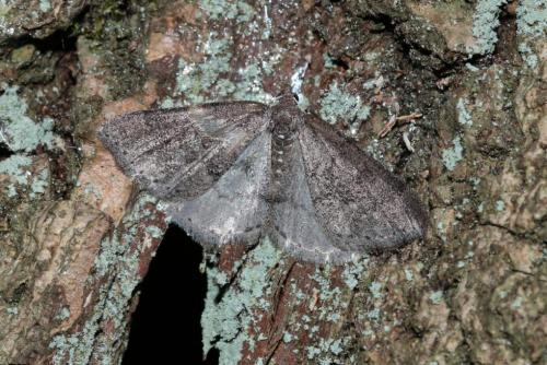 Aleucis distinctata