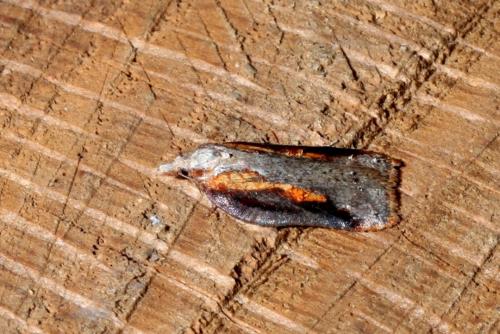 Réf. 159 270 : Acleris cristana