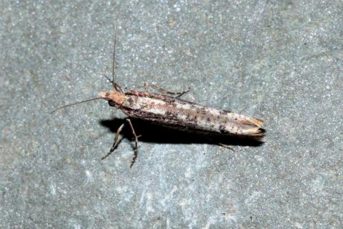 Ypsolopha ustella