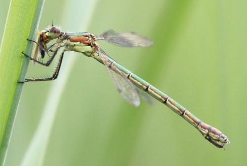 Lestes dryas
