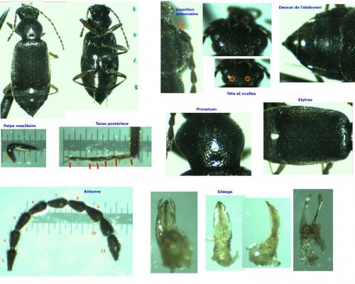 Réf. 159 871 : Lesteva longoelytrata