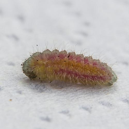 Cacyreus marshalli