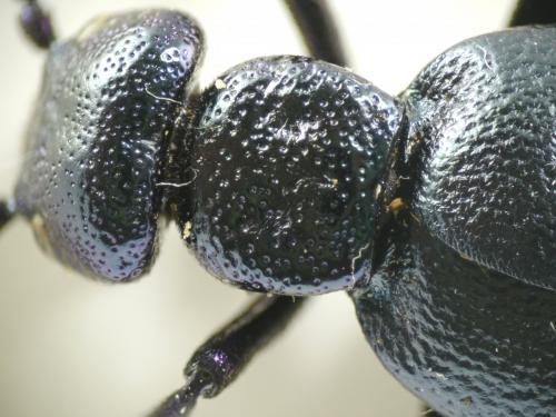 Meloe proscarabaeus