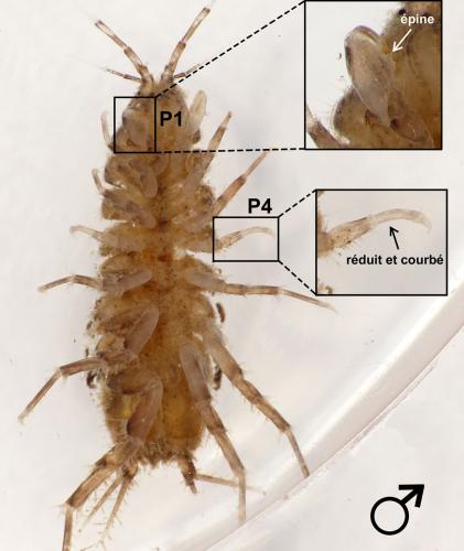 Asellus aquaticus