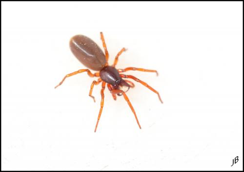 Réf. 159 979 : Dysdera sp.