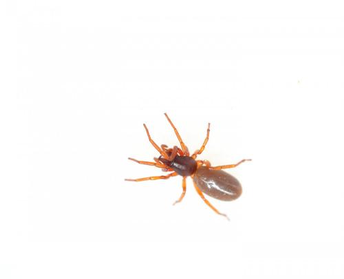 Dysdera sp.