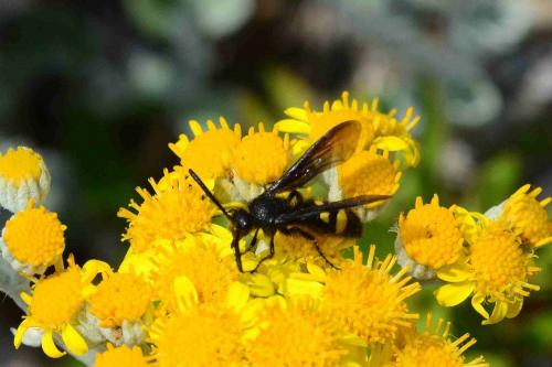 Megascolia maculata flavifrons