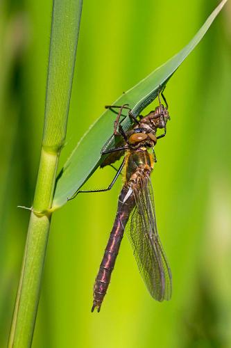 Cordulia aenea