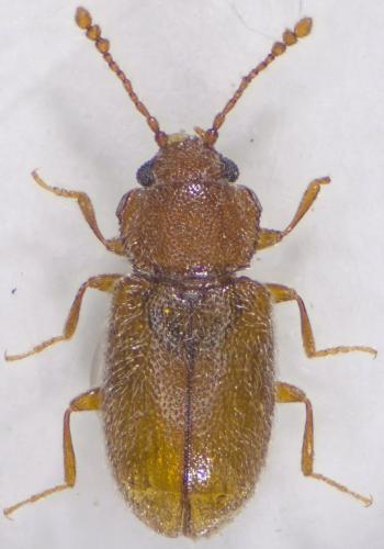 Micrambe sp.