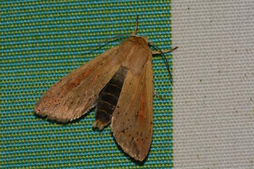 Mythimna unipuncta