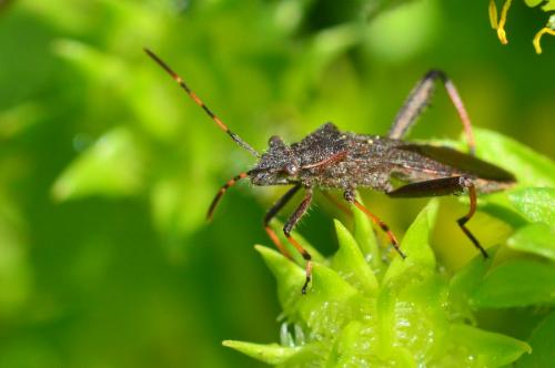 Camptopus lateralis
