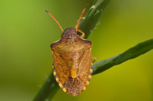 Réf. 159 493 : Peribalus strictus strictus