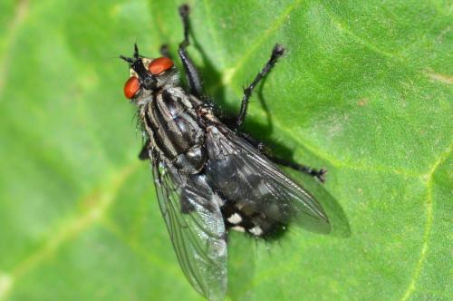Sarcophaga sp.