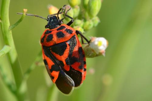 Réf. 159 512 : Eurydema ornata