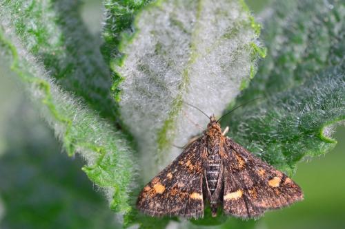 Réf. 159 490 : Pyrausta aurata