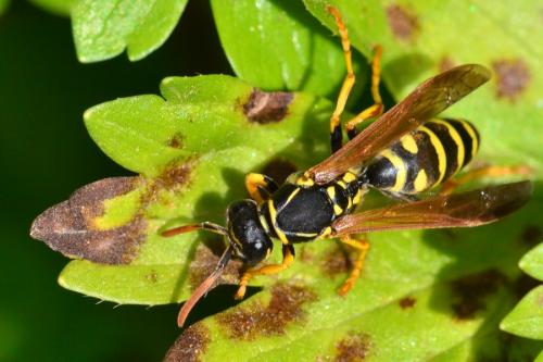 Polistes sp.