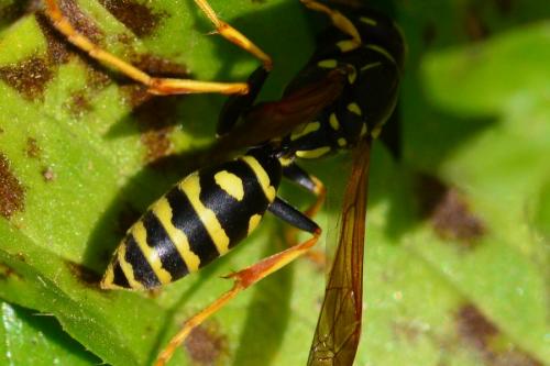 Polistes sp.