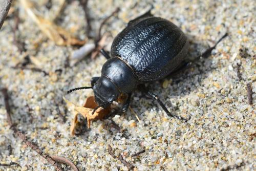 Réf. 159 857 : Pimelia sp.