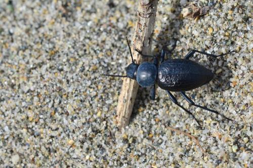 Tentyria ramburi