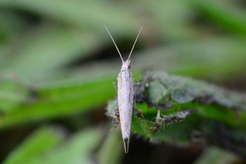 Plutella xylostella