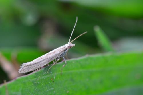 Réf. 159 868 : Plutella xylostella