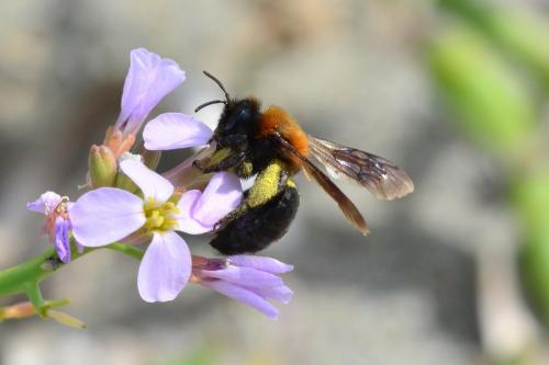 Andrena sp.