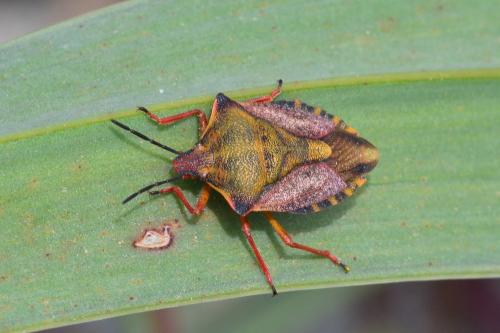 Carpocoris mediterraneus atlanticus
