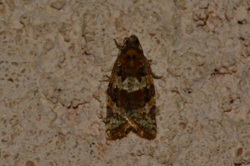 Réf. 159 343 : Argyrotaenia ljungiana