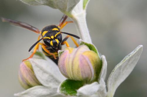 Réf. 159 423 : Ancistrocerus longispinosus gazelloides