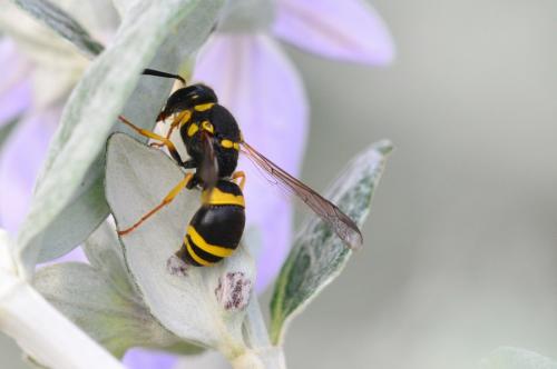 Ancistrocerus longispinosus gazelloides