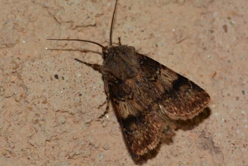 Réf. 159 231 : Agrotis puta