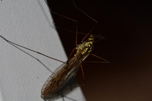 Nephrotoma appendiculata