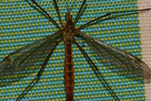 Réf. 159 072 : Tipula sp.