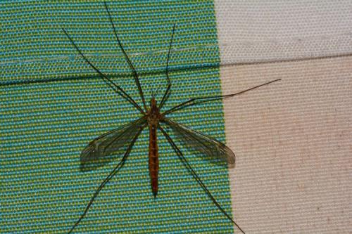 Réf. 159 071 : Tipula sp.