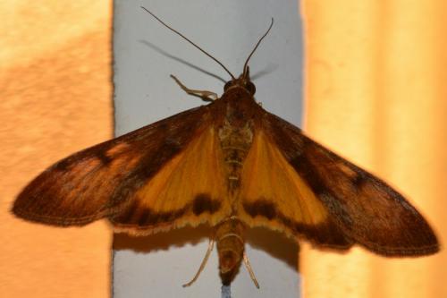 Uresiphita gilvata