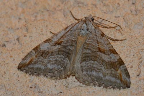 Aplocera sp.