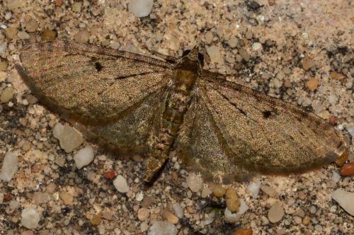 Réf. 159 522 : Eupithecia virgaureata