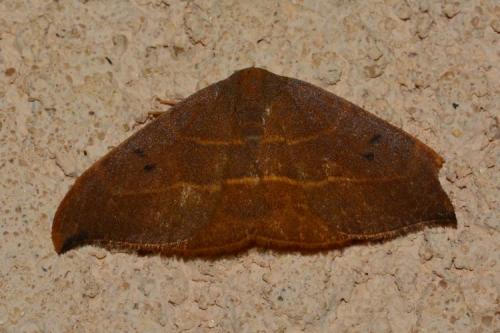Watsonalla sp.