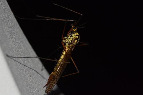 Nephrotoma appendiculata