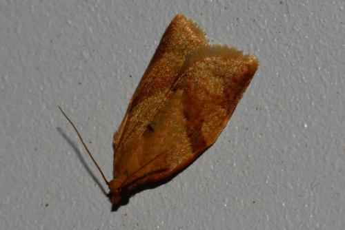 Clepsis consimilana